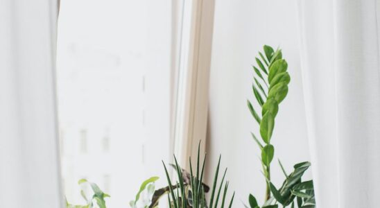 Какие цветы нельзя ставить рядом: секреты ухода за домашними растениями