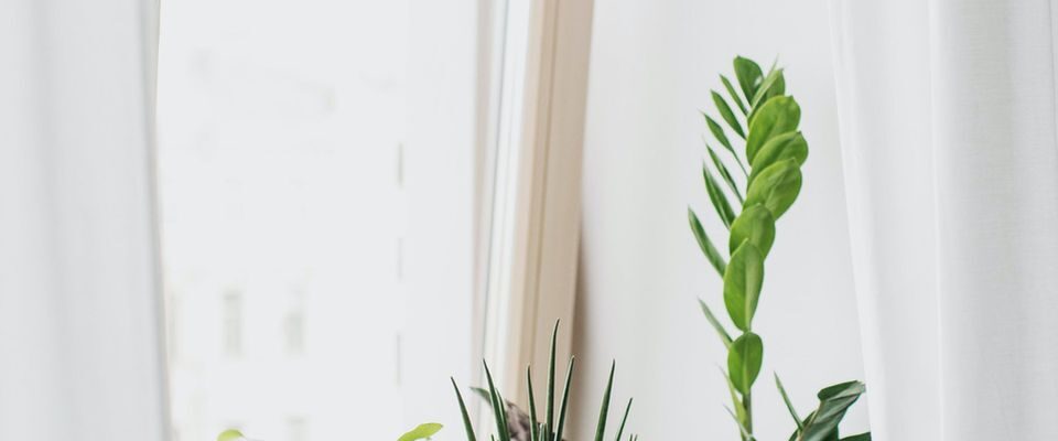 Какие цветы нельзя ставить рядом: секреты ухода за домашними растениями