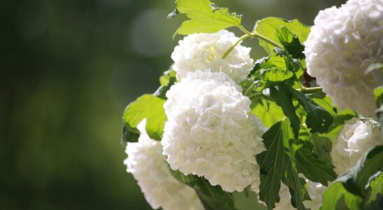 Как правильно обрезать гортензию после цветения: секреты пышного куста