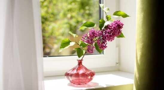 Чай для сияющих окон: неожиданный лайфхак для идеальной чистоты