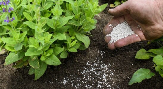 Как выбрать удобрения для богатого урожая: гид для вашего огорода