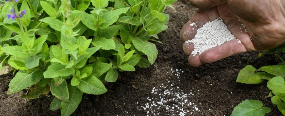 Как выбрать удобрения для богатого урожая: гид для вашего огорода