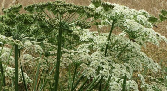 Как избавиться от борщевика: опасное растение и проверенные методы борьбы