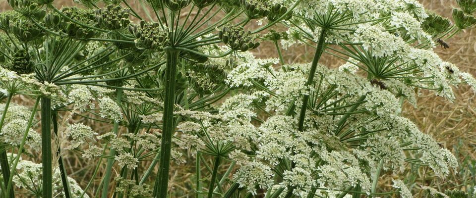 Как избавиться от борщевика: опасное растение и проверенные методы борьбы