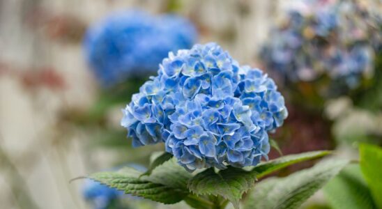 4 частые болезни гортензий: как защитить кусты заранее