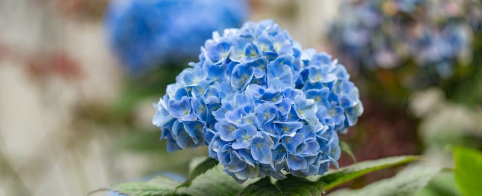 4 частые болезни гортензий: как защитить кусты заранее