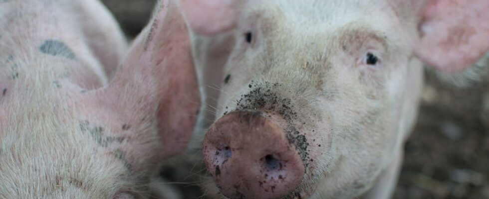 Почему поросята плохо растут: причины и решения для фермеров