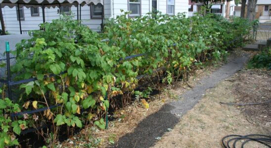 Борьба с малиновой порослью: простые и эффективные лайфхаки для вашего сада