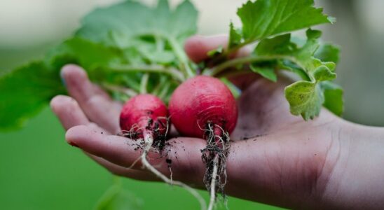 Секрет пышного урожая редиски: как удивить всех соседей