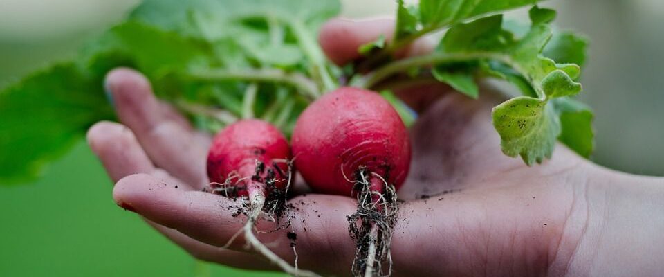 Секрет пышного урожая редиски: как удивить всех соседей