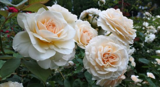 Секреты пышного цветения роз: как подкормить куст для обильного урожая цветов