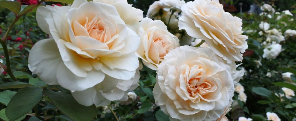 Секреты пышного цветения роз: как подкормить куст для обильного урожая цветов