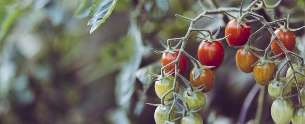 Удобрение для помидоров: как аспирин улучшит ваш урожай