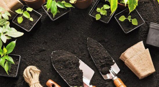 Лунный календарь садовода на декабрь: секреты урожая и ухода за растениями