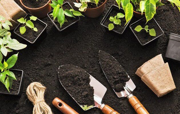 Лунный календарь садовода на декабрь: секреты урожая и ухода за растениями