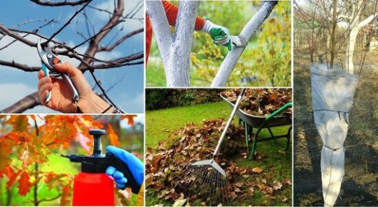 Готовим сад к зиме: как защитить плодовые деревья от морозов