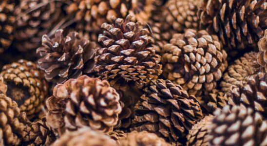 Шишки на грядках: секретный лайфхак опытных дачников