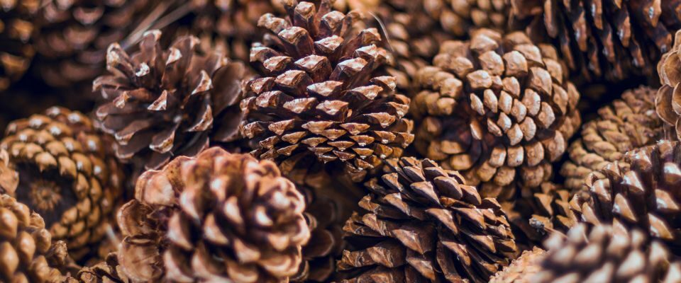 Шишки на грядках: секретный лайфхак опытных дачников