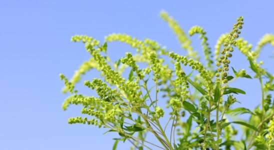 Амброзия: как защититься от аллергии и избавиться от сорняка