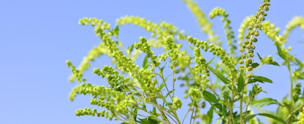 Амброзия: как защититься от аллергии и избавиться от сорняка