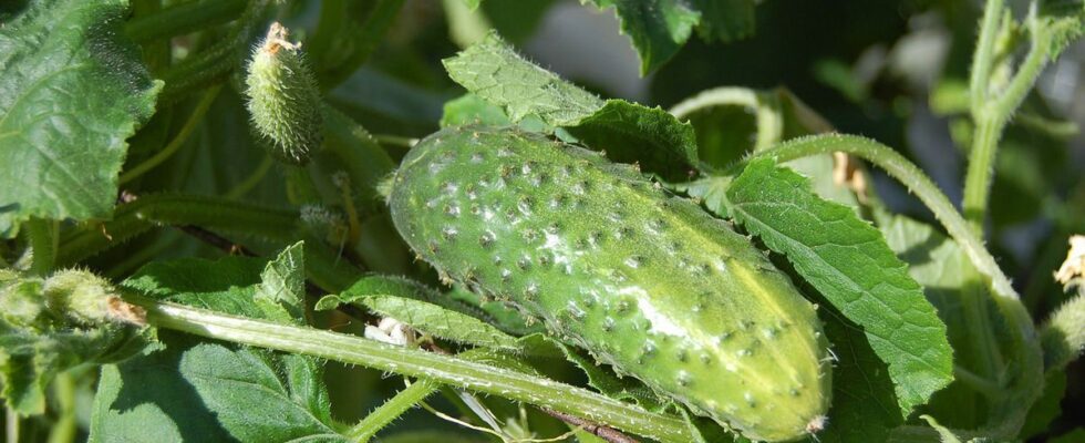 Секреты обильного урожая огурцов в теплице: простой полив для новичков