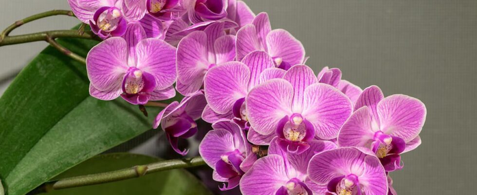 Имбирная вода для орхидей: секрет пышного цветения и быстрого роста