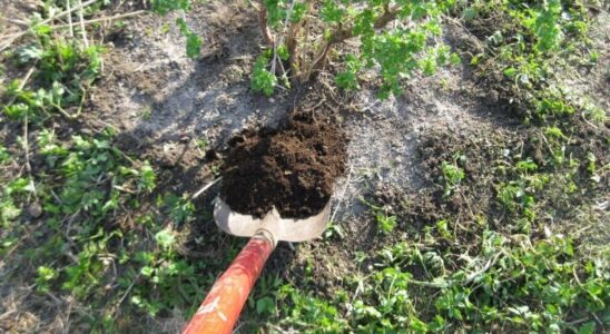 Осенний уход за садом: как подкормить плодовые деревья и кустарники для богатого урожая