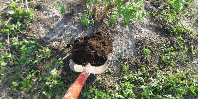 Осенний уход за садом: как подкормить плодовые деревья и кустарники для богатого урожая