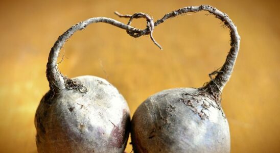 Как сохранить урожай свеклы на зиму: лучшие способы хранения и консервации