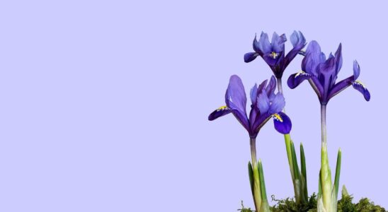 Готовим ирисы к зиме: секреты успешной зимовки и ухода