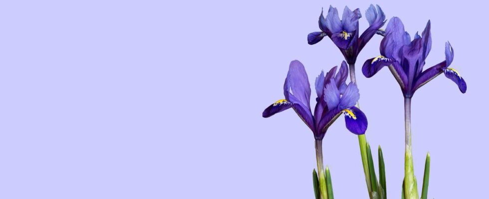 Готовим ирисы к зиме: секреты успешной зимовки и ухода