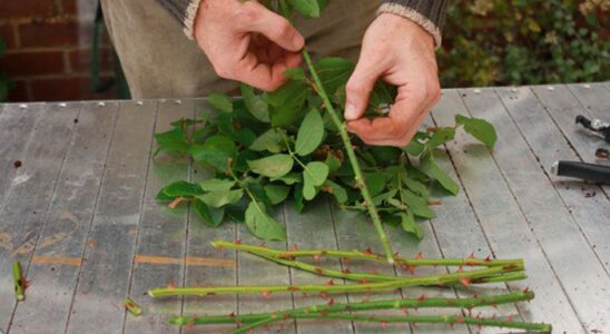 Секреты пышного сада: как вырастить растения с помощью меда и корицы