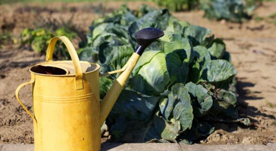 Секреты полива белокочанной капусты в сентябре: советы для обильного урожая