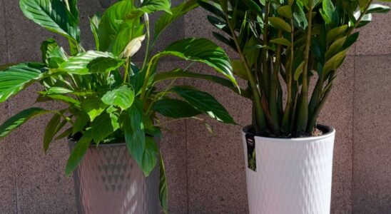 Ленивое садоводство: 6 комнатных растений для занятых девушек