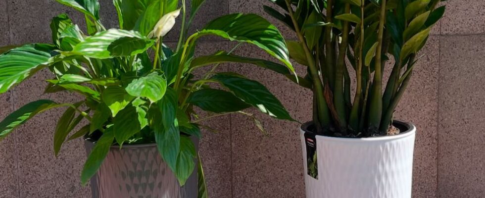 Ленивое садоводство: 6 комнатных растений для занятых девушек