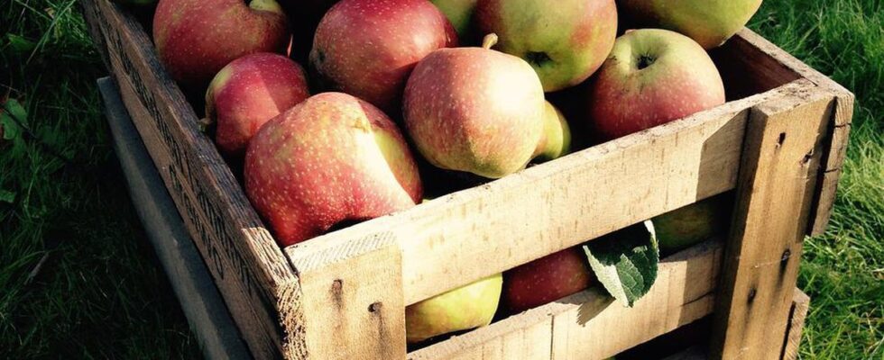 Как сохранить яблоки с осени до весны: полезные советы для дома
