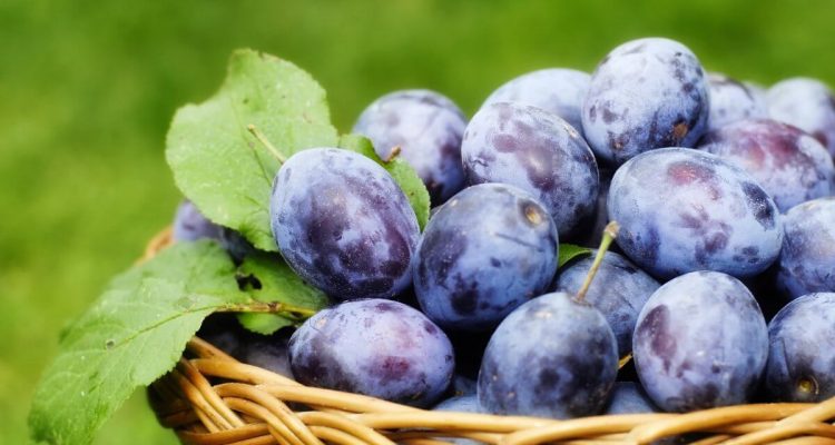 Сливы и сливовый сок: польза для здоровья, о которой вы не знали