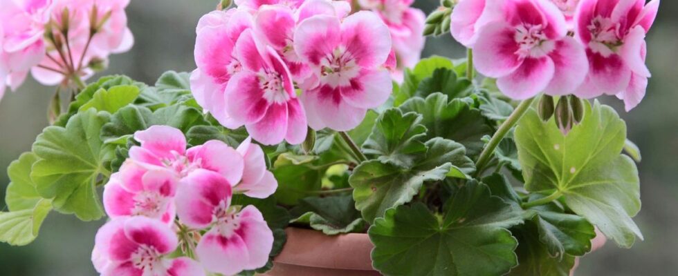 Спасти герань: секреты реанимации даже в самых безнадежных случаях