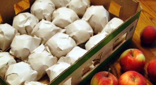 Как сохранить урожай яблок: 7 проверенных советов для женщин