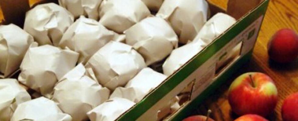 Как сохранить урожай яблок: 7 проверенных советов для женщин