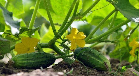 Удобрение для огурцов: секрет пышного роста и богатого урожая