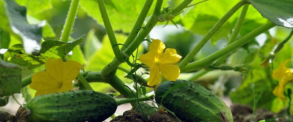 Удобрение для огурцов: секрет пышного роста и богатого урожая