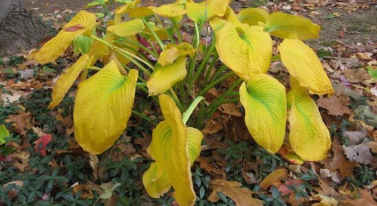 Почему листья хост желтеют: 7 неочевидных причин и их решение