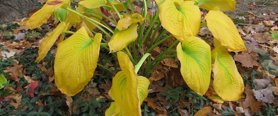 Почему листья хост желтеют: 7 неочевидных причин и их решение