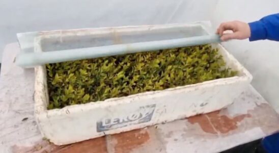 Тепличка-термос для рассады своими руками: простой лайфхак для дачи