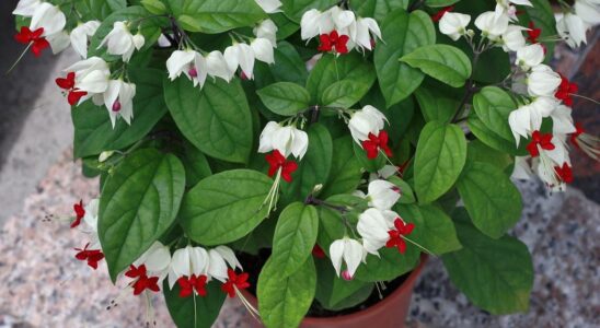 Клеродендрум Томсона: секреты вечного цветения для вашего дома