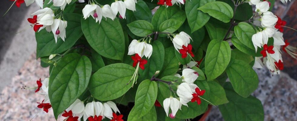 Клеродендрум Томсона: секреты вечного цветения для вашего дома