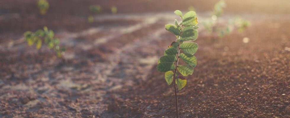 Огород под зиму: секреты успешного посева и ухода