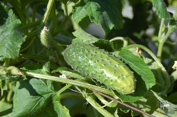 Секреты выращивания хрустящих огурцов: советы для богатого урожая