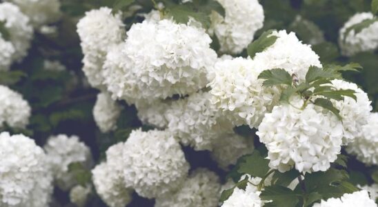 Белая гортензия в саду: 5 причин, почему она вам нужна